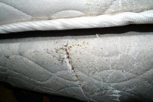 How Can Bed Bug Extermination Solve Your Bed Bug Issues?