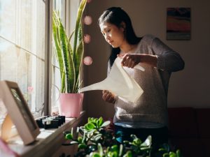 How To Choose Indoor House Plants