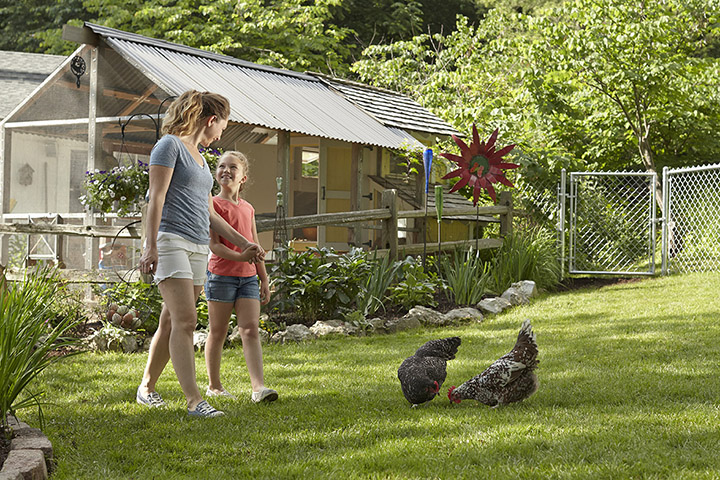 Frequently Asked Questions About Keeping Chickens At Your Home