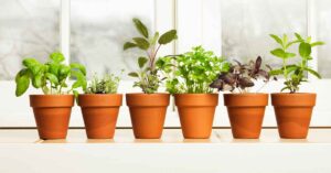 Easy To Grow Herbs You Can Grow Indoors Or Outdoors