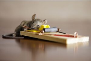 How Rodent Removal Services Can be Helpful?