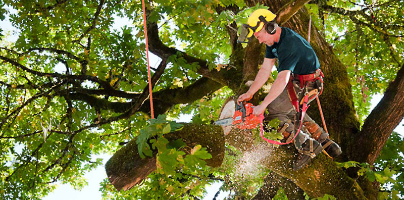Pruning Trees in Seattle: The Definitive Guide to Expert Tree Care